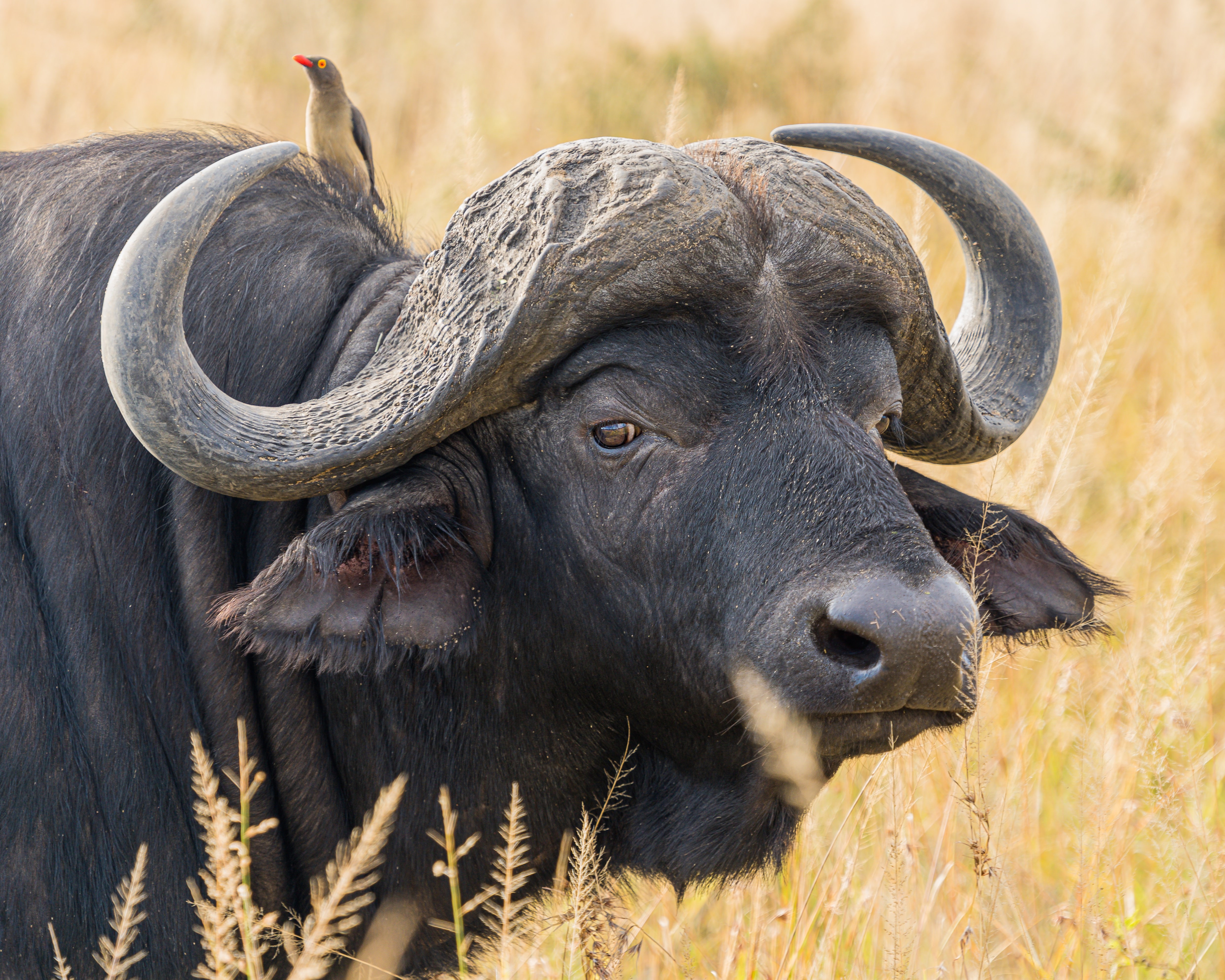 african buffalo