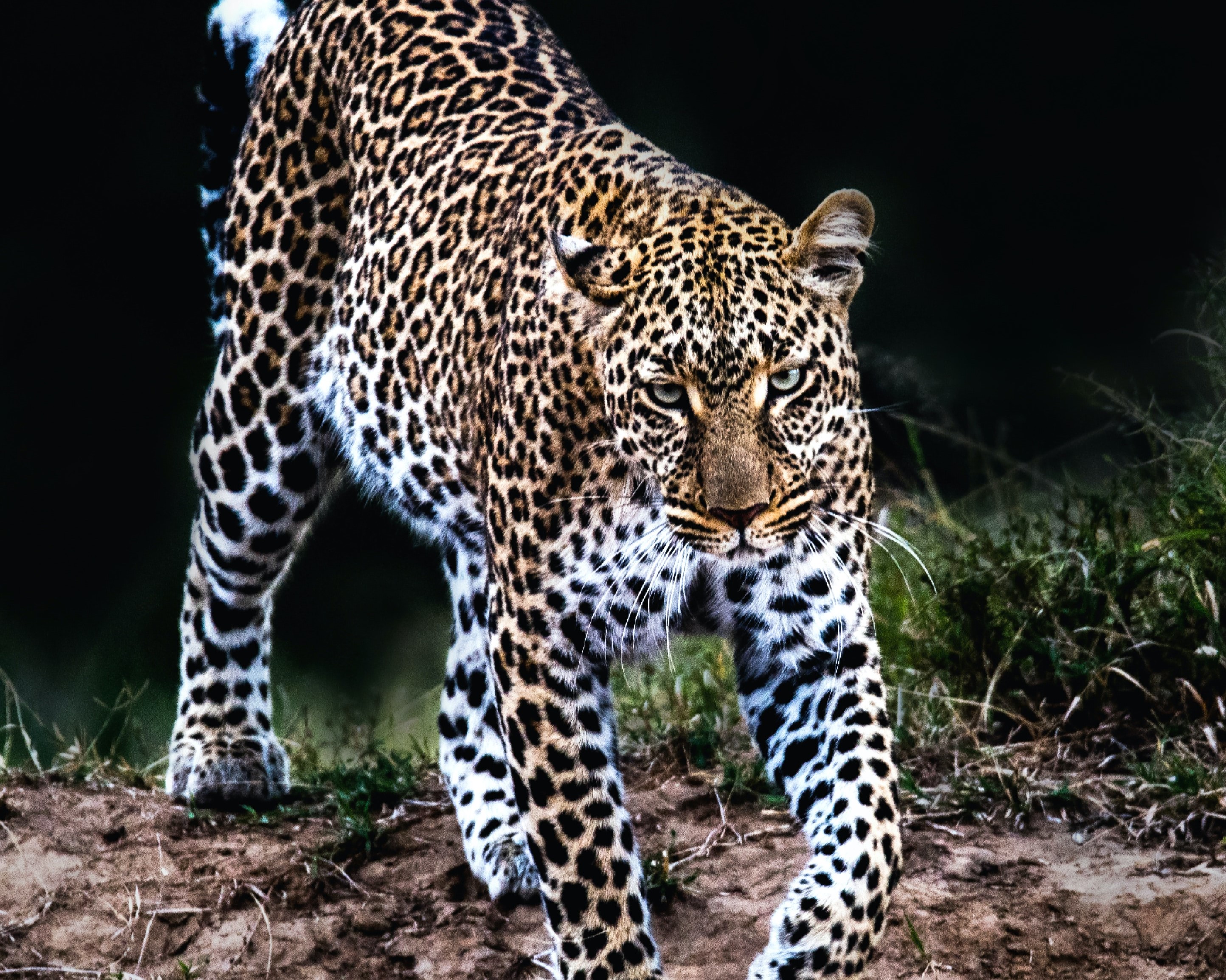 african leopard