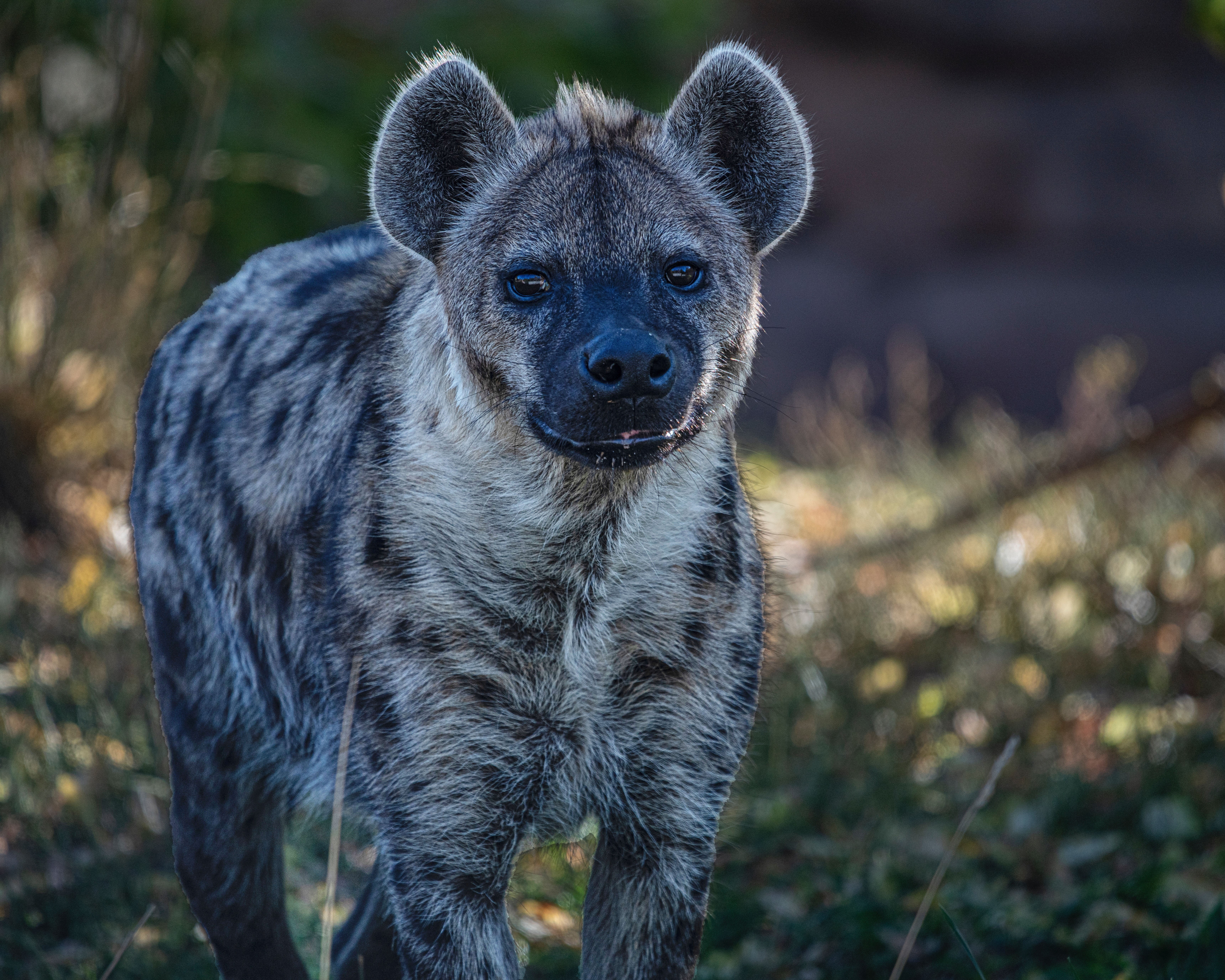 hyena