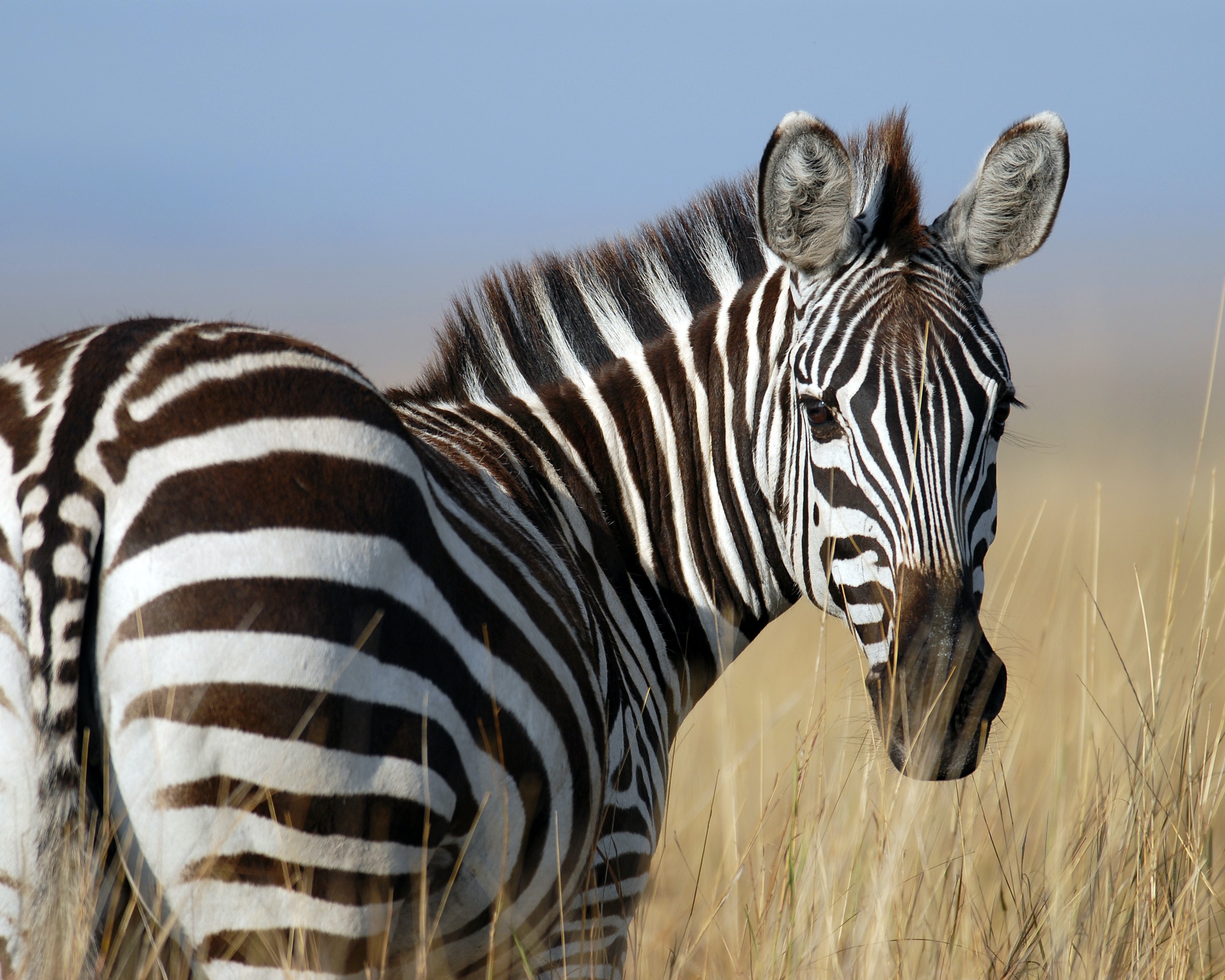 zebra